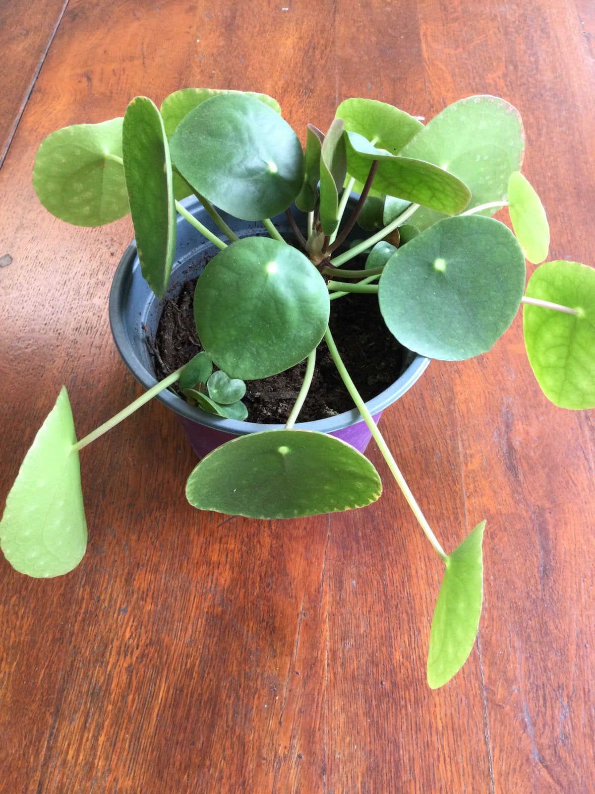 Mooie pannenkoek plant met 2 stekjes aan plant, Ophalen of Verzenden