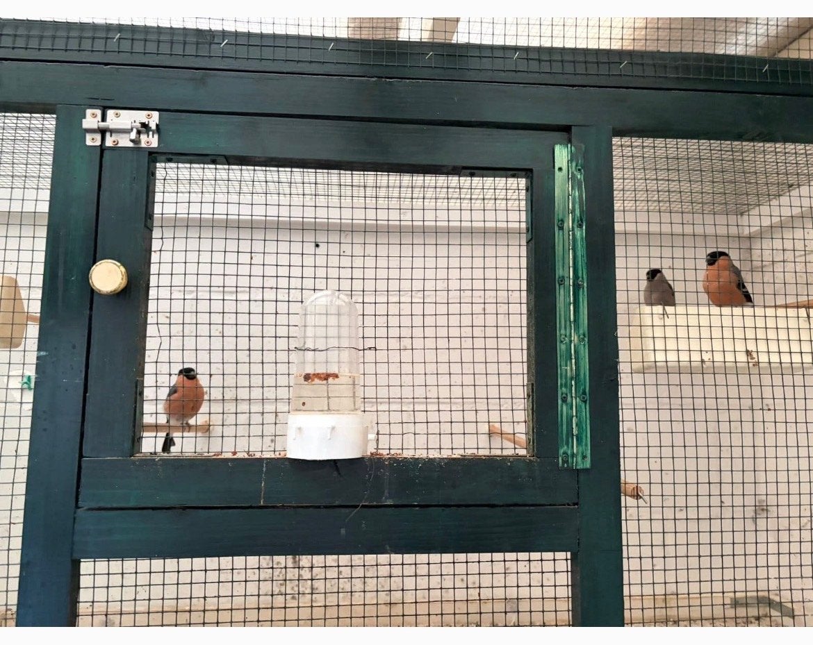 Noorse goudvinken, Dieren en Toebehoren, Meerdere dieren, Wildzangvogel, Geringd