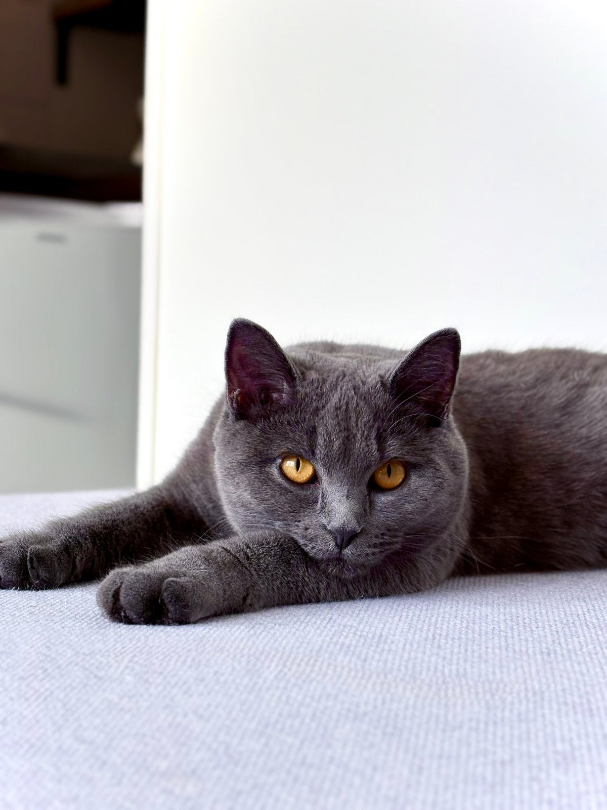 Britse korthaar Nala zoekt een fijn nieuw thuis, Dieren en Toebehoren, Poes