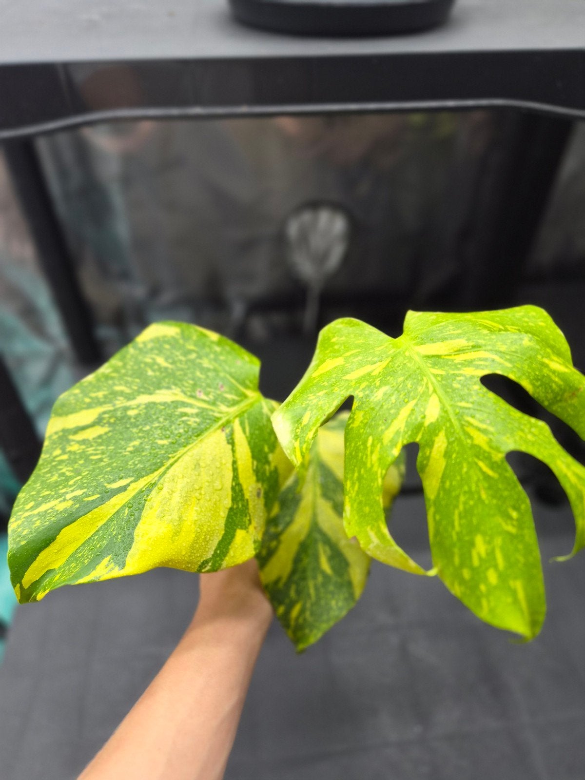 Monstera Electrolight, Overige soorten, In pot, Minder dan 100 cm, Bloeiende kamerplant