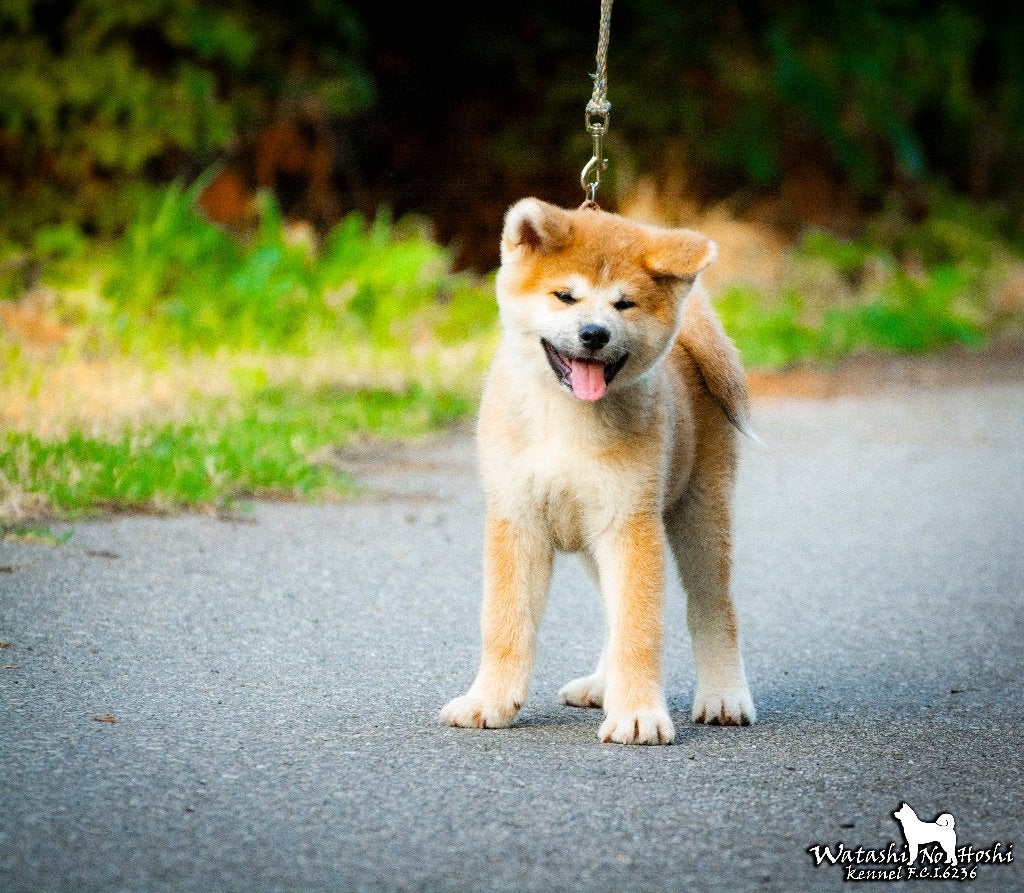 Pups Akita Inu, Dieren en Toebehoren, Nederland, Overige rassen, 8 tot 15 weken, Parvo