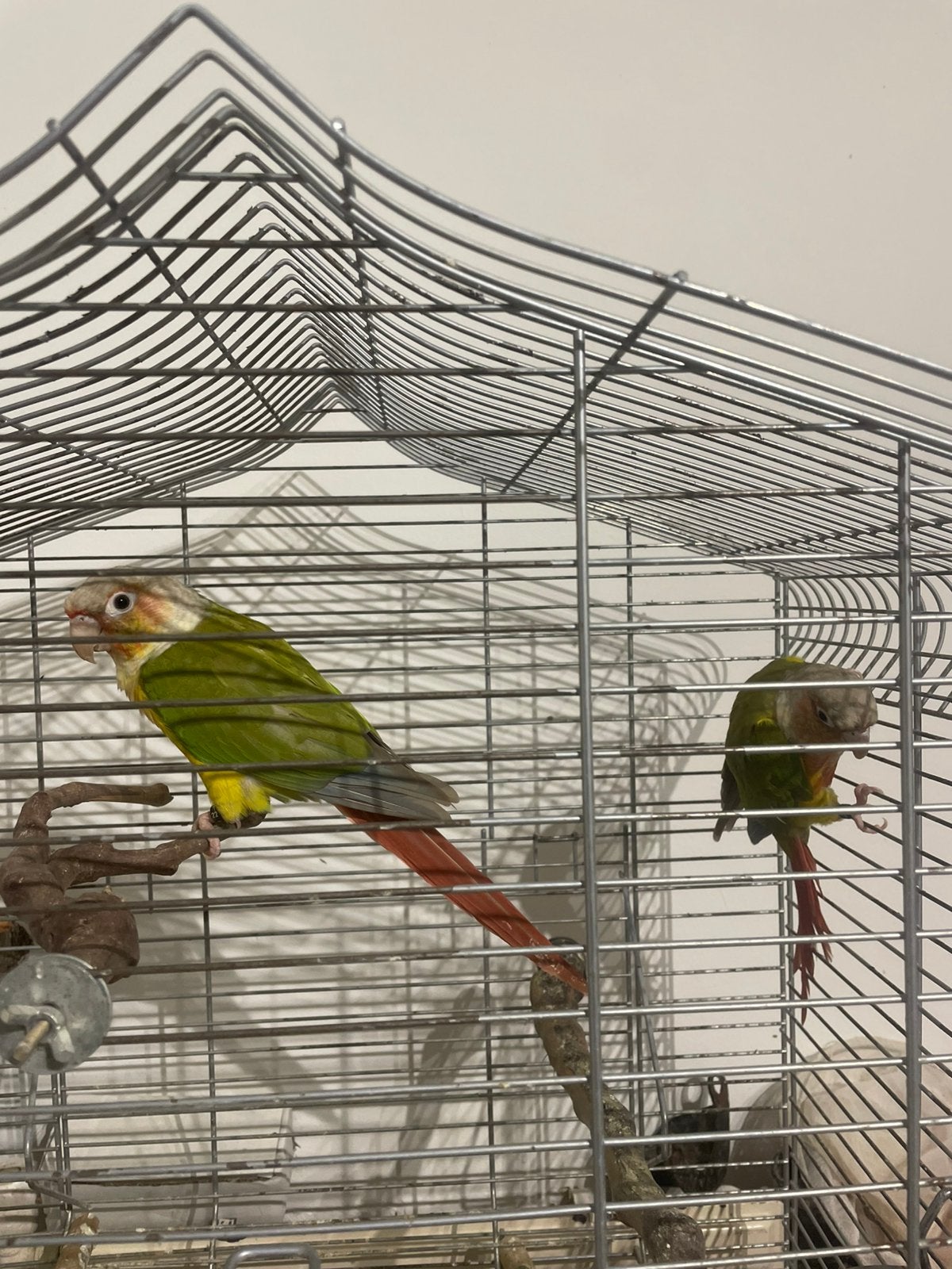 Koppel Pyrrhura met kooi, Dieren en Toebehoren, Meerdere dieren, Parkiet, Tam