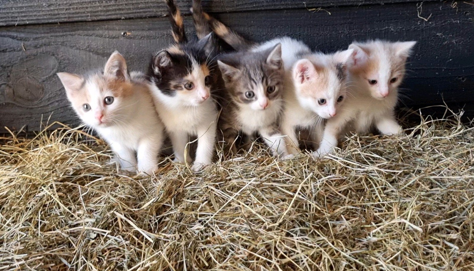 Lieve boerderij kittens, Meerdere dieren