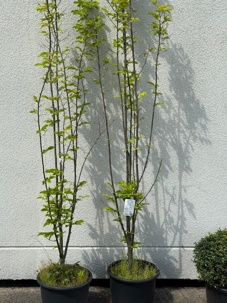 Gewone haagbeuk zuil vorm nu 225cm plus 2st 39,50 pst, Tuin en Terras, Planten | Bomen, Bloeit niet, 250 tot 400 cm, Zuilboom