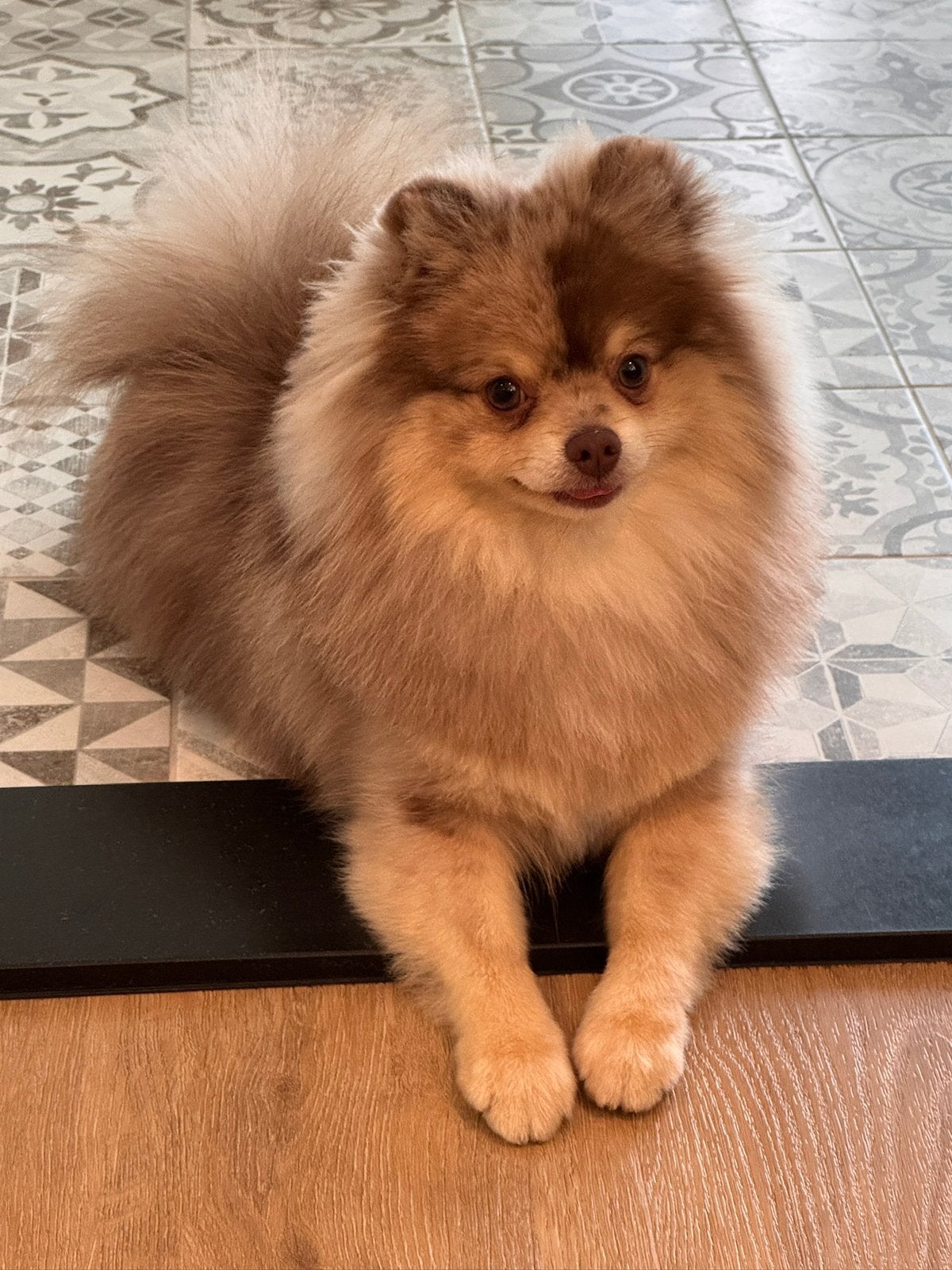 Lieve choco merle Pomeriaan reu 1 jaar, Keeshond, Reu, 1 tot 2 jaar, Eén hond
