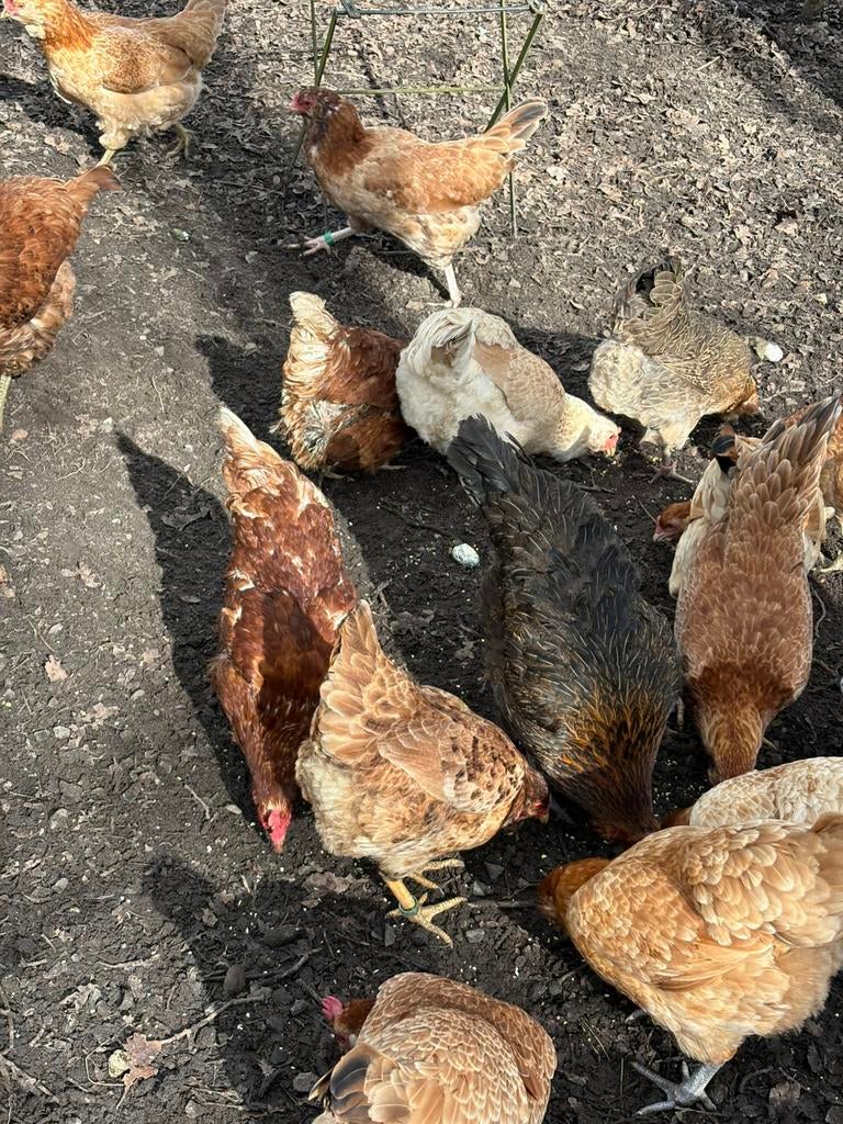 Broedeieren  araucana, Dieren en Toebehoren, Pluimvee, Kip, Geslacht onbekend