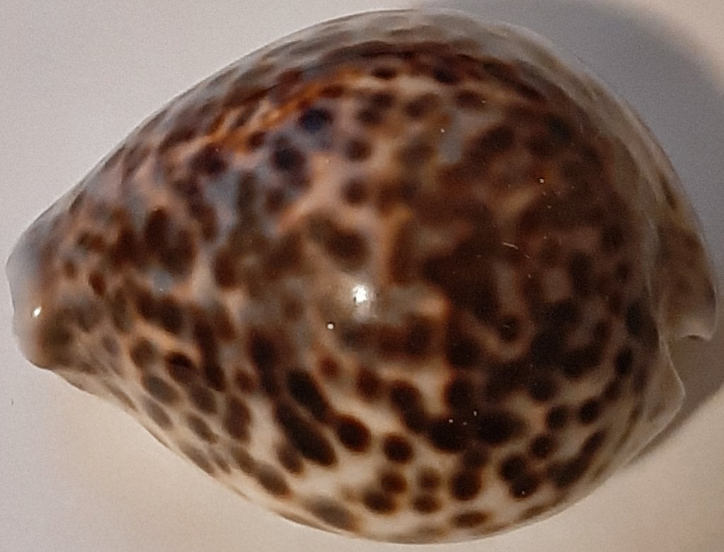 🐚Preloved: 3 Tijgerschelpen - Diverse formaten🏷️€4,95- p/s, Ophalen of Verzenden, Schelp(en)