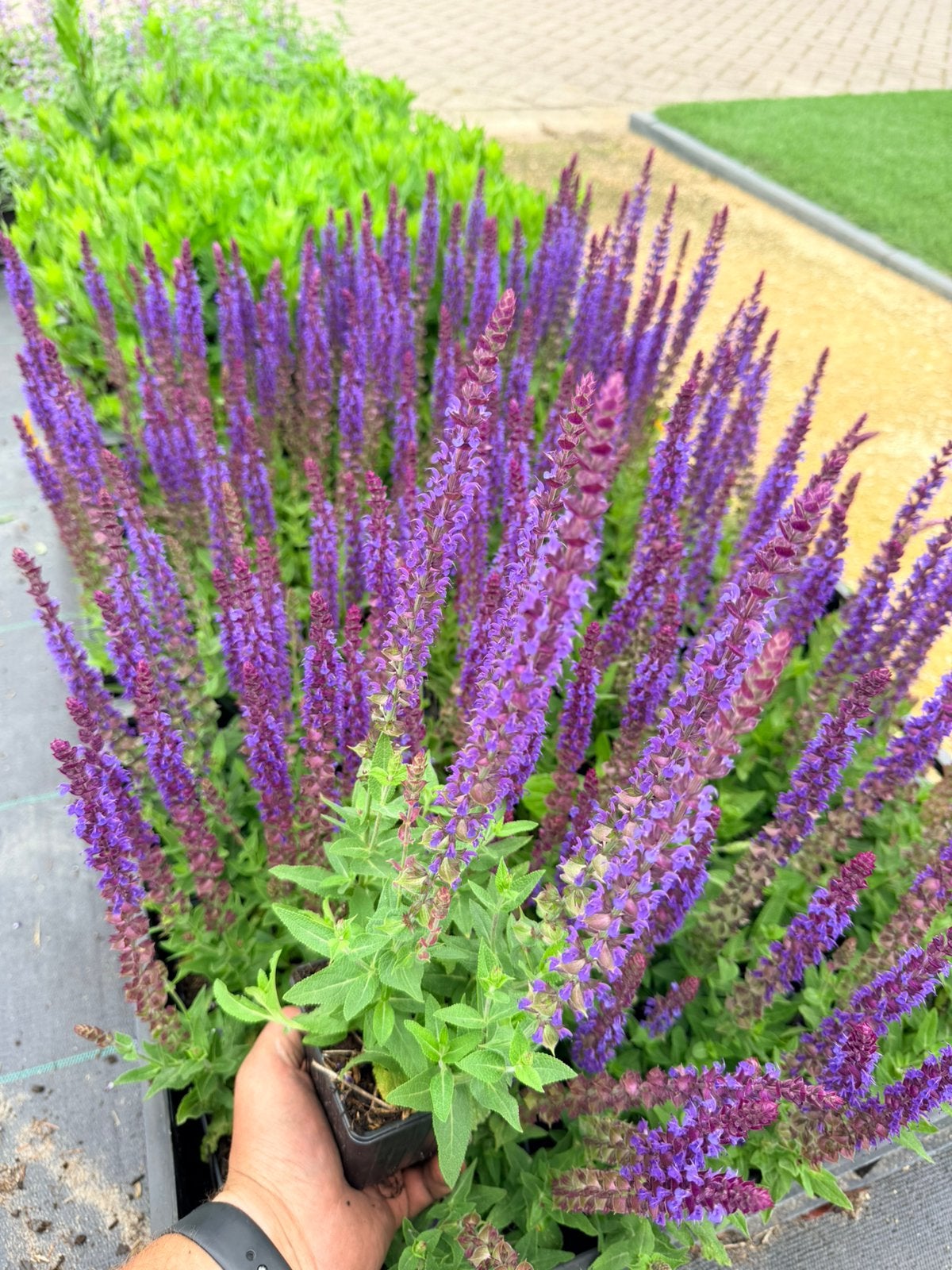 Salvia nemorosa ‘Ostfriesland’, Overige soorten, Volle zon, Vaste plant, Ophalen of Verzenden