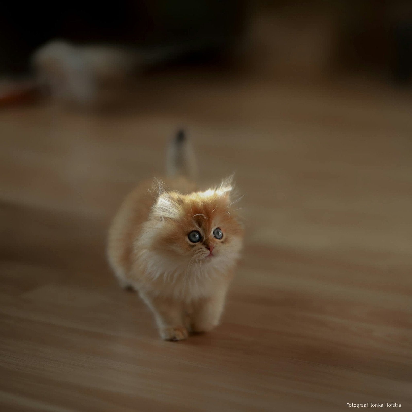 Brits langhaar en korthaar poesjes met stamboom, Poes, Met stamboom, 0 tot 2 jaar