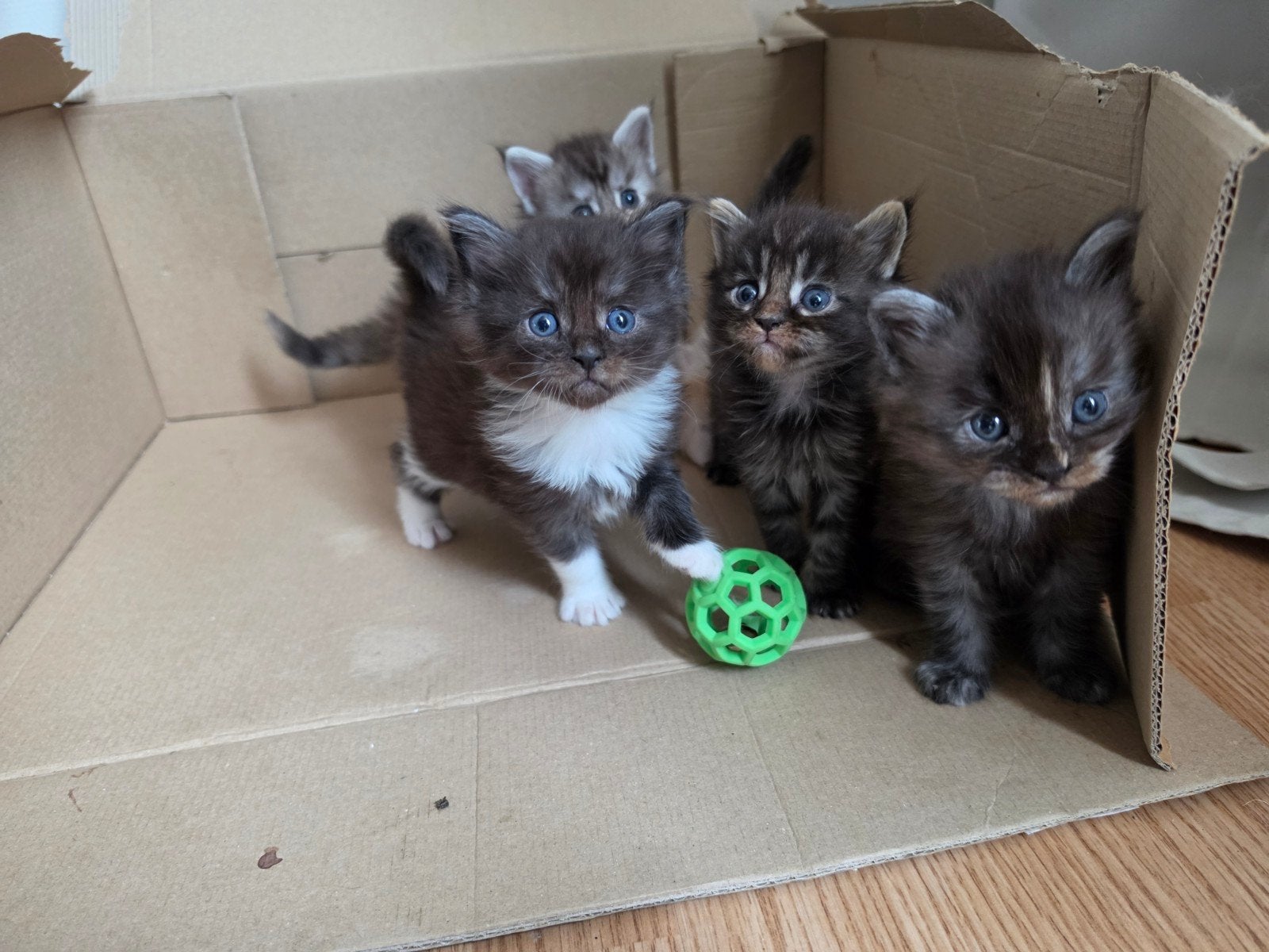 Maine coon kittens te koop!, Meerdere dieren, Ontwormd