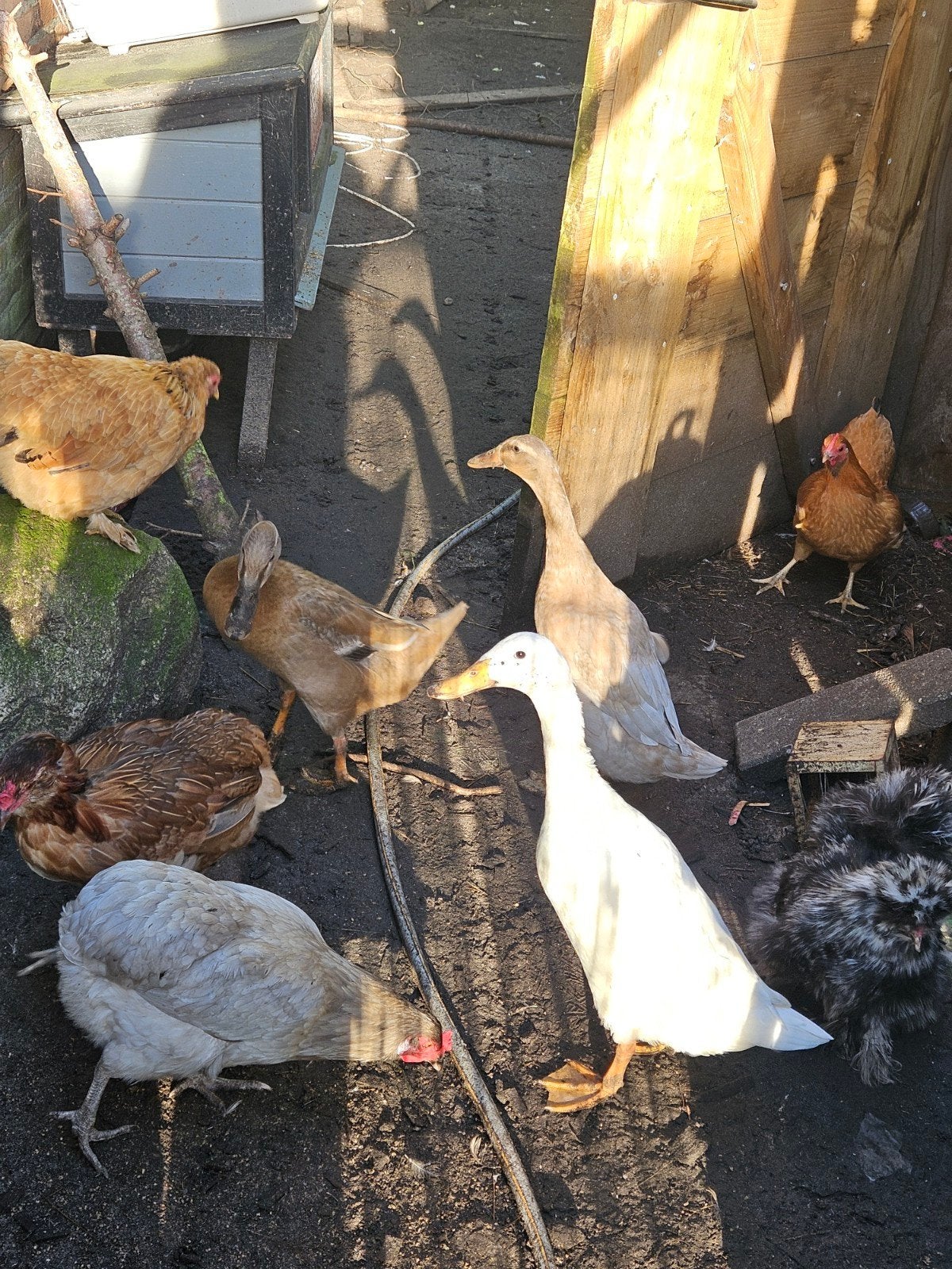 3 dames loopeenden, Vrouwelijk, Eend