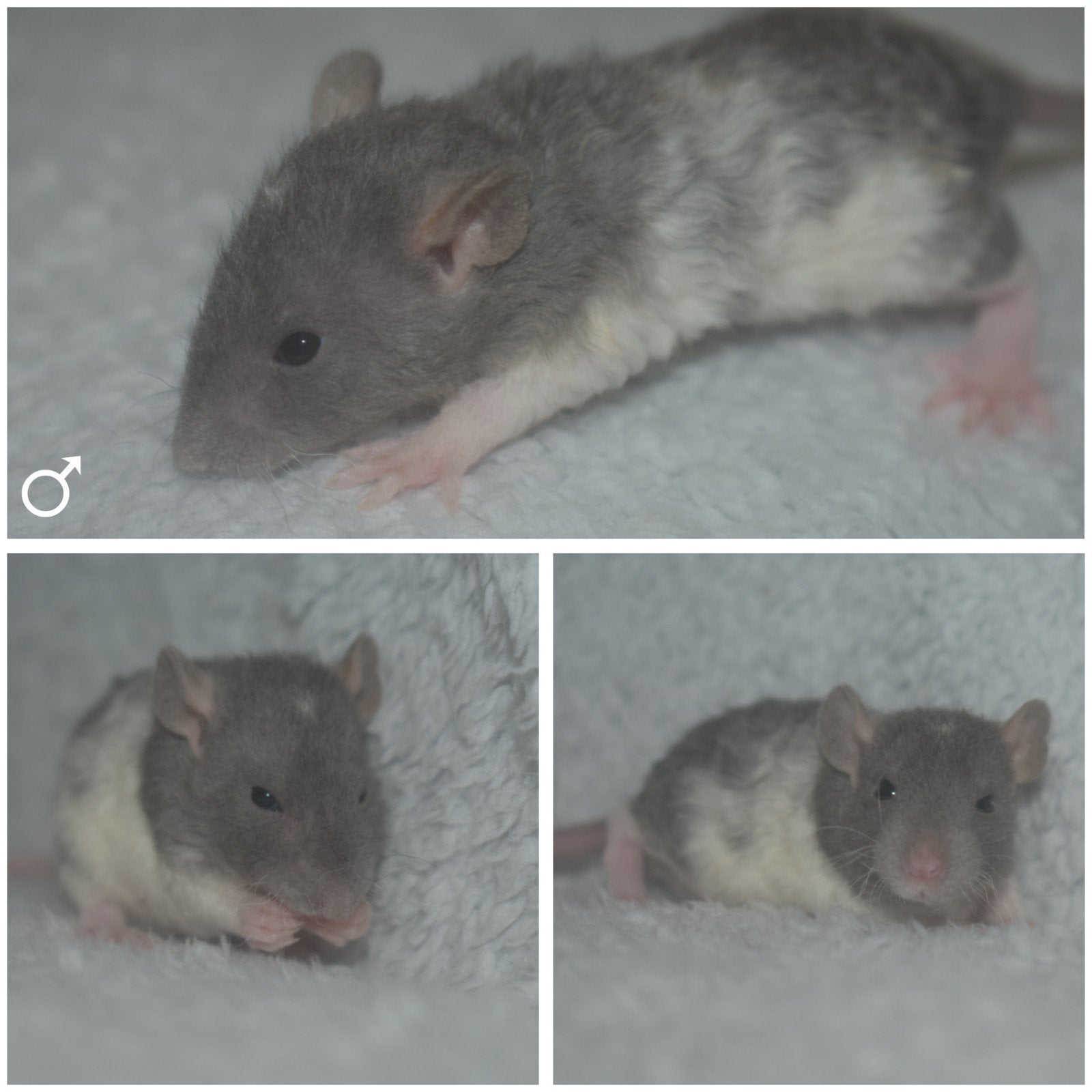 Ratjes,ratten, rittens, rex, mannetjes, Dieren en Toebehoren, Knaagdieren, Rat, April, Mannelijk, Tam
