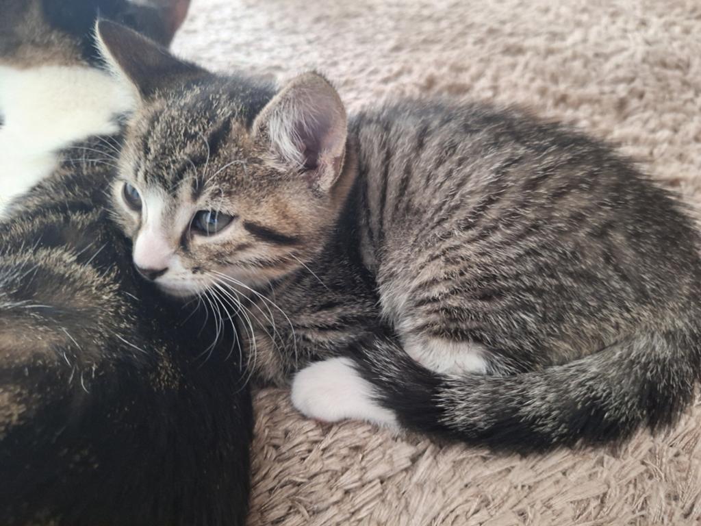Lieve kittens, Dieren en Toebehoren, Poes