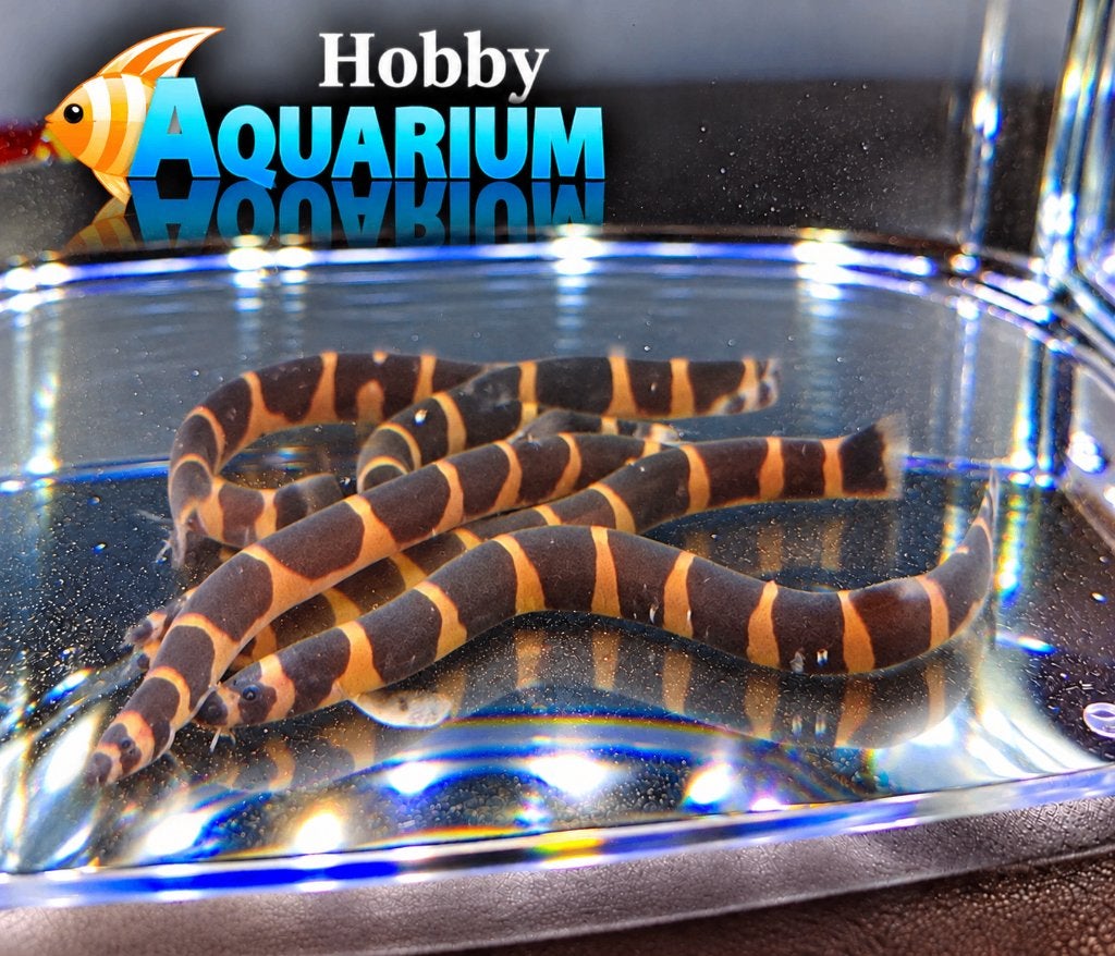 Hobbyaquarium Pangio myersi – Reuze Kuhlii, Vis, Zoetwatervis, Schoolvis
