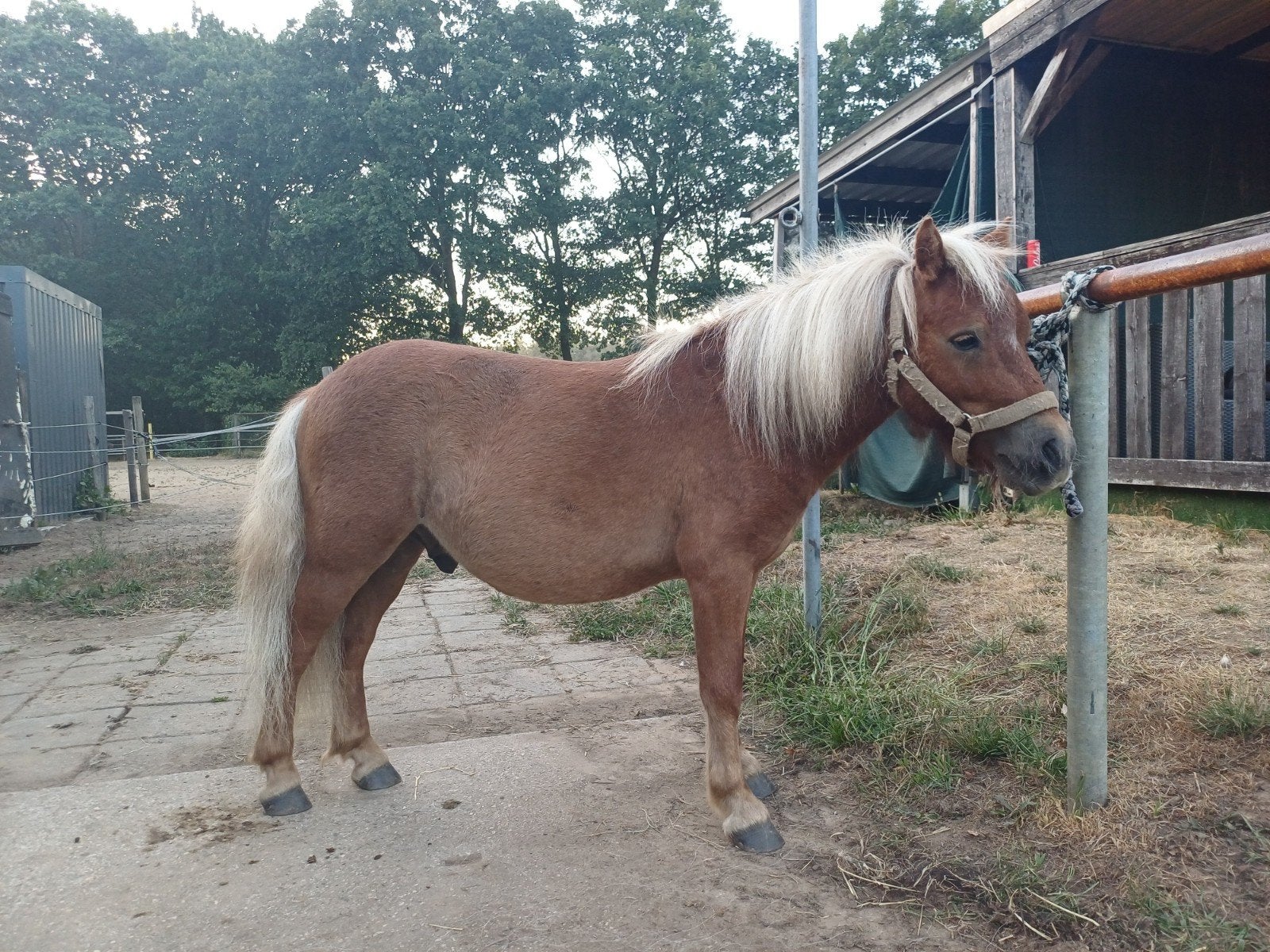 Foto 23 van 2 brave shetlander ruintjes! 🩵🩵 2 jaar oud