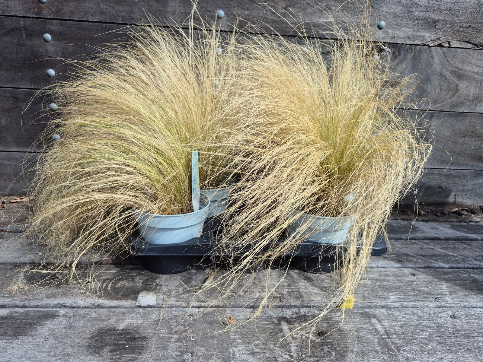 4 x Siergras - Stipa tenuifolia 'Ponytails', Ophalen, Volle zon, Vaste plant, Siergrassen