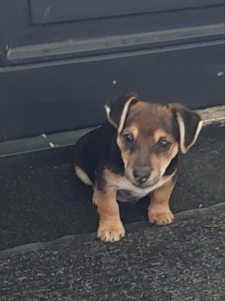 Jack Russel puppy, Jack Russell Terriër, Reu, Eén hond, Nederland