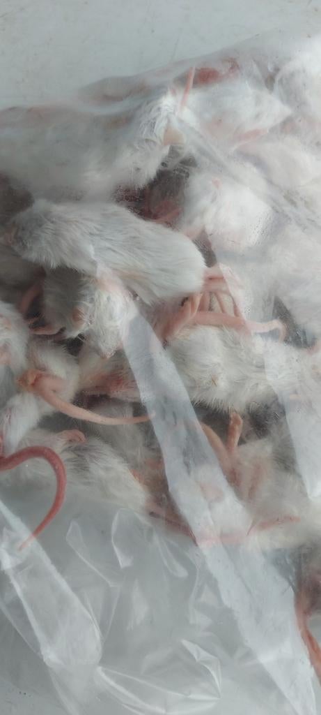 Diepvries ratten muizen veeltepelmuizen goudhamsters, Dieren en Toebehoren, Slang, 0 tot 2 jaar