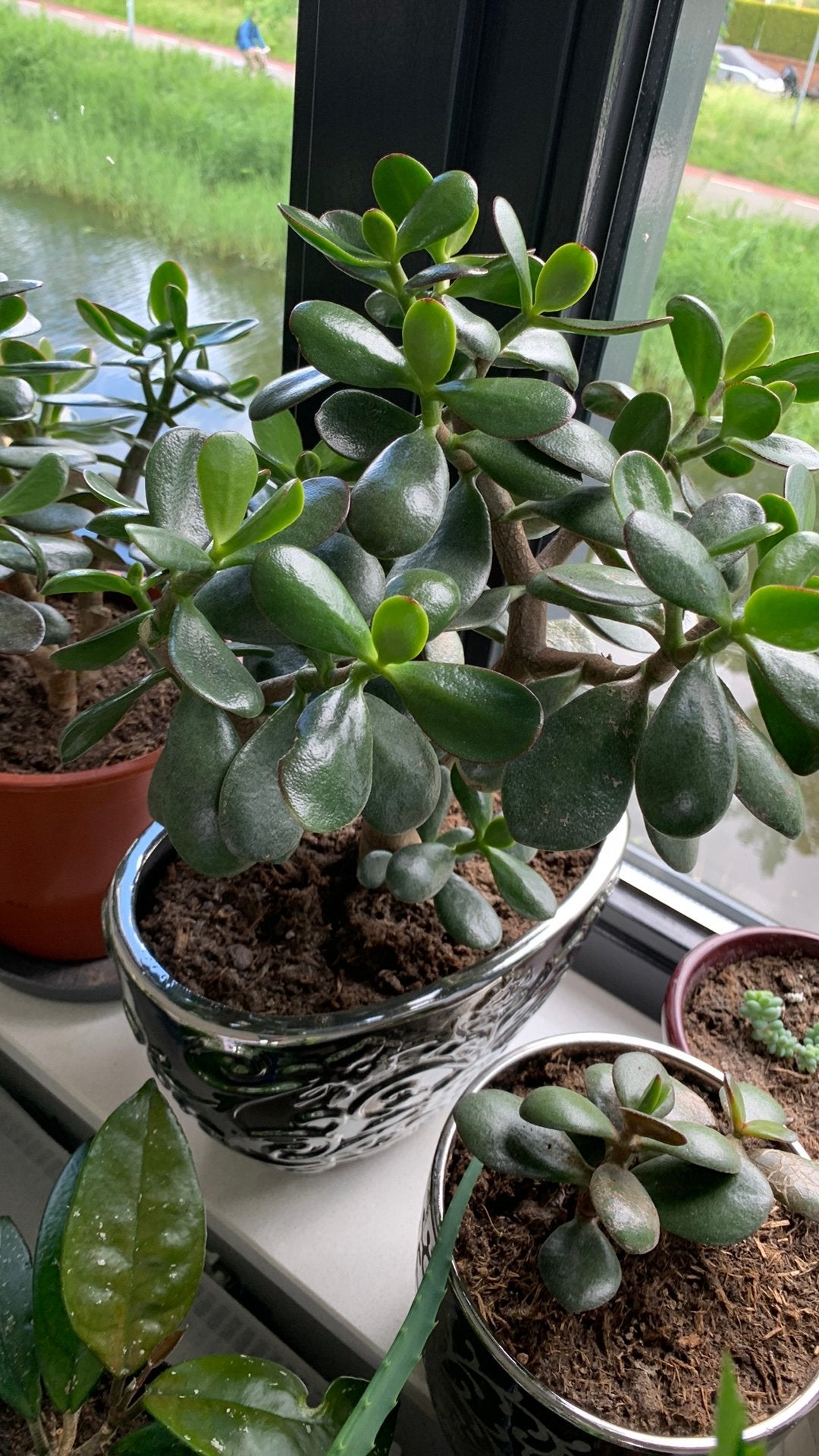 Vet plant met pot €10, Huis en Inrichting, Kamerplanten, Ophalen, Halfschaduw, Minder dan 100 cm