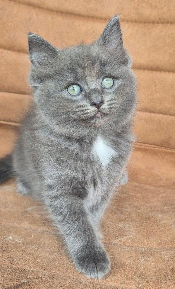 1  Prachtige Ragdoll kittens met stamboom +  DNA getest, Dieren en Toebehoren, Katten en Kittens | Raskatten | Langhaar, Kater