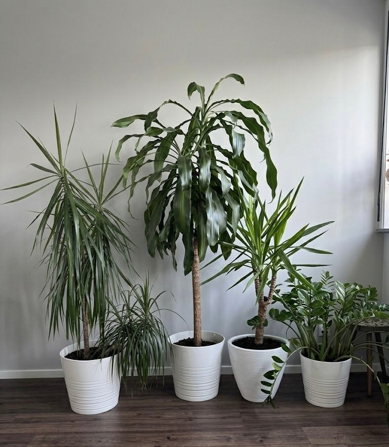 Prachtige 4 grote kamerplanten + inclusief witte sierpotten!, Ophalen, Zo goed als nieuw, Rond, Steen