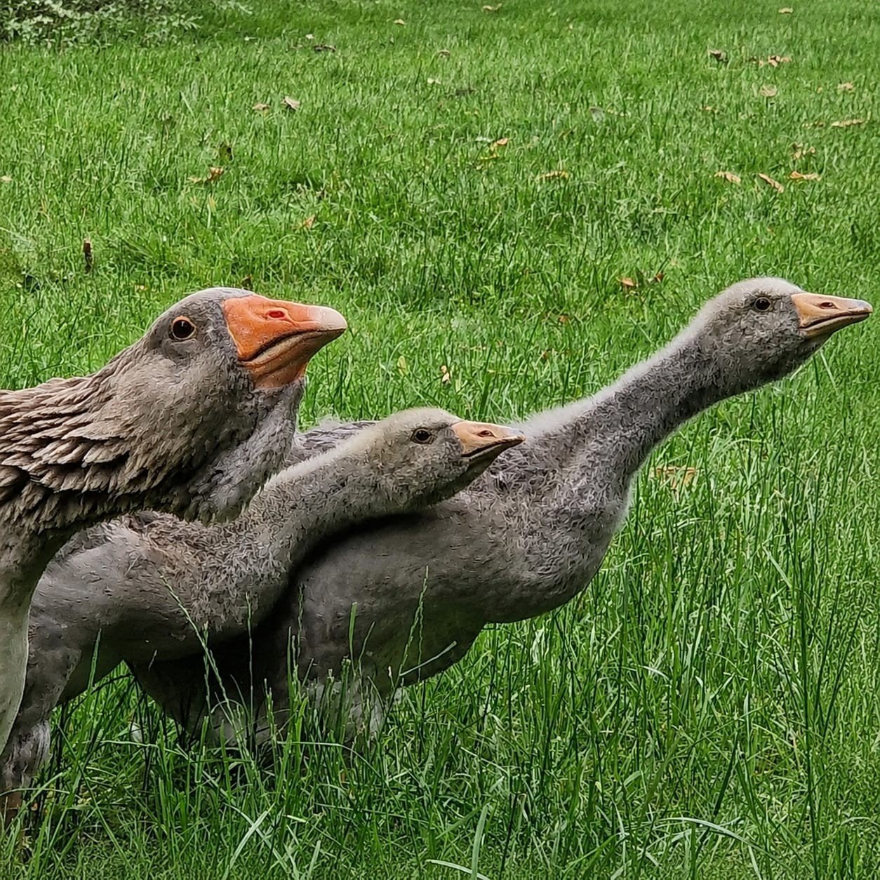 Toulouse Dewlap ganzen te reserveren, Meerdere dieren, Gans of Zwaan