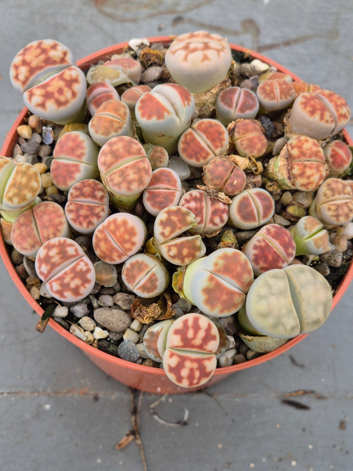 Lithops Levende stenen p8 (12)