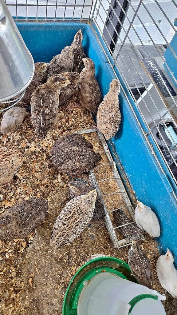 kwartels, Meerdere dieren, Tropenvogel, Tam