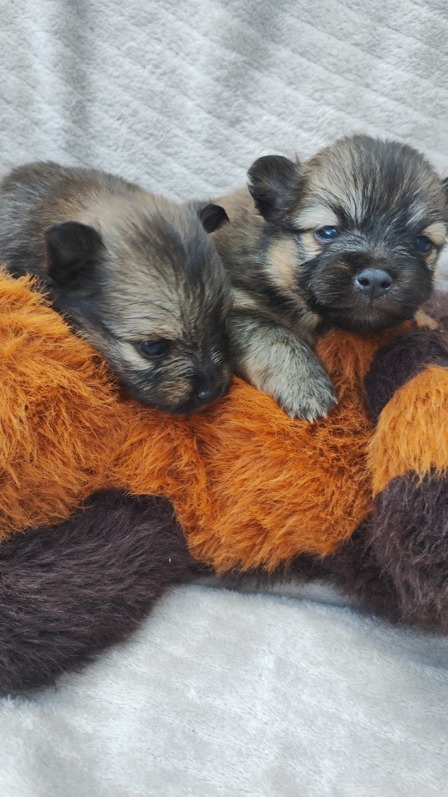 er zijn drie mooie pomeriaan/chihuahua pups geboren, Dieren en Toebehoren, Honden | Chihuahua's en Gezelschapshonden, 8 tot 15 weken