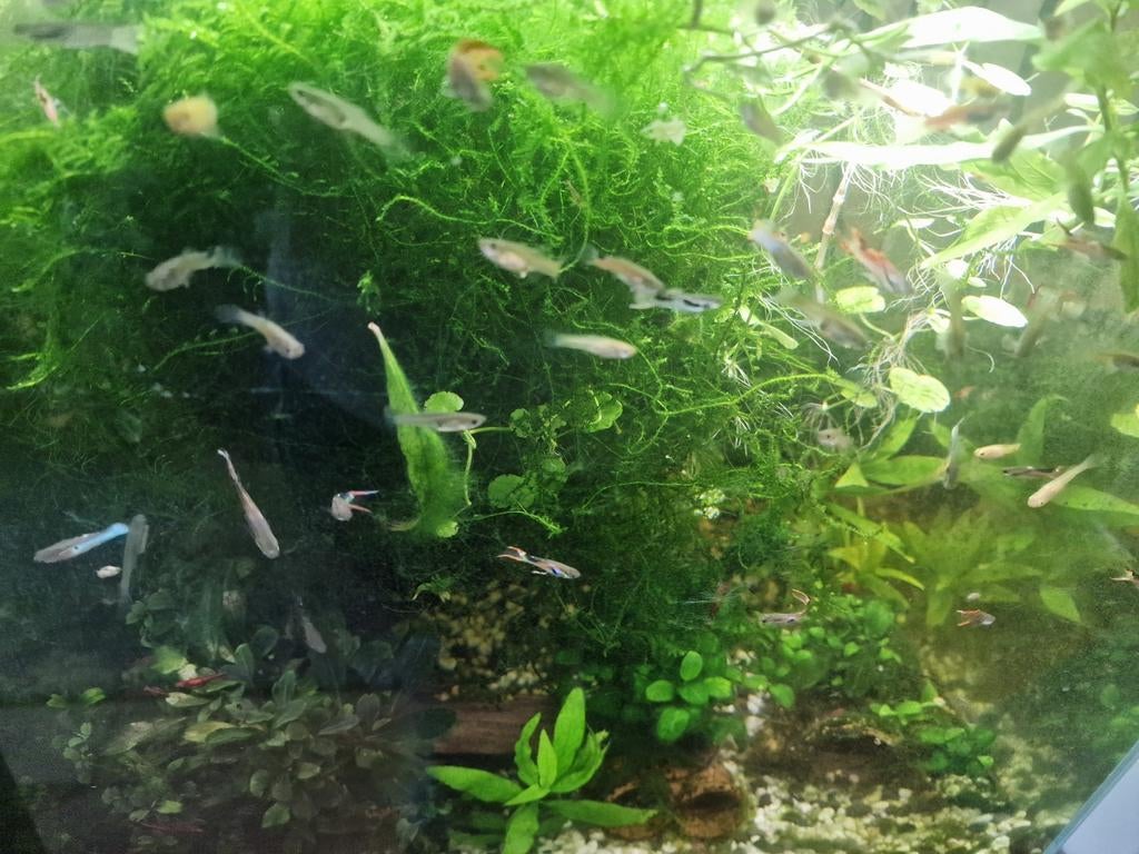 Baby guppen te koop, Dieren en Toebehoren, Vissen | Aquariumvissen, Vis