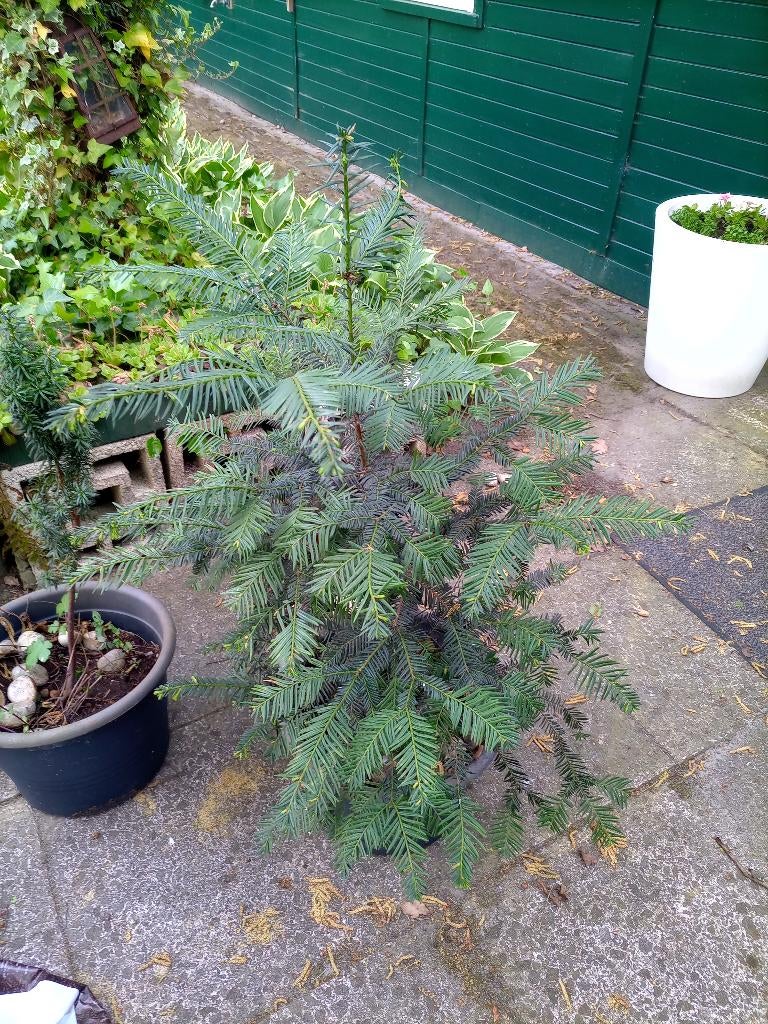 Tuinplant taxus, in pot groenblijvend, Tuin en Terras, Planten | Tuinplanten, Ophalen, Bloeit niet, Overige soorten, Halfschaduw