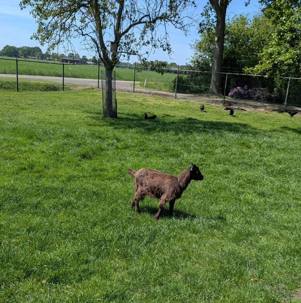 Nederlandse Landgeit, Dieren en Toebehoren, Geit