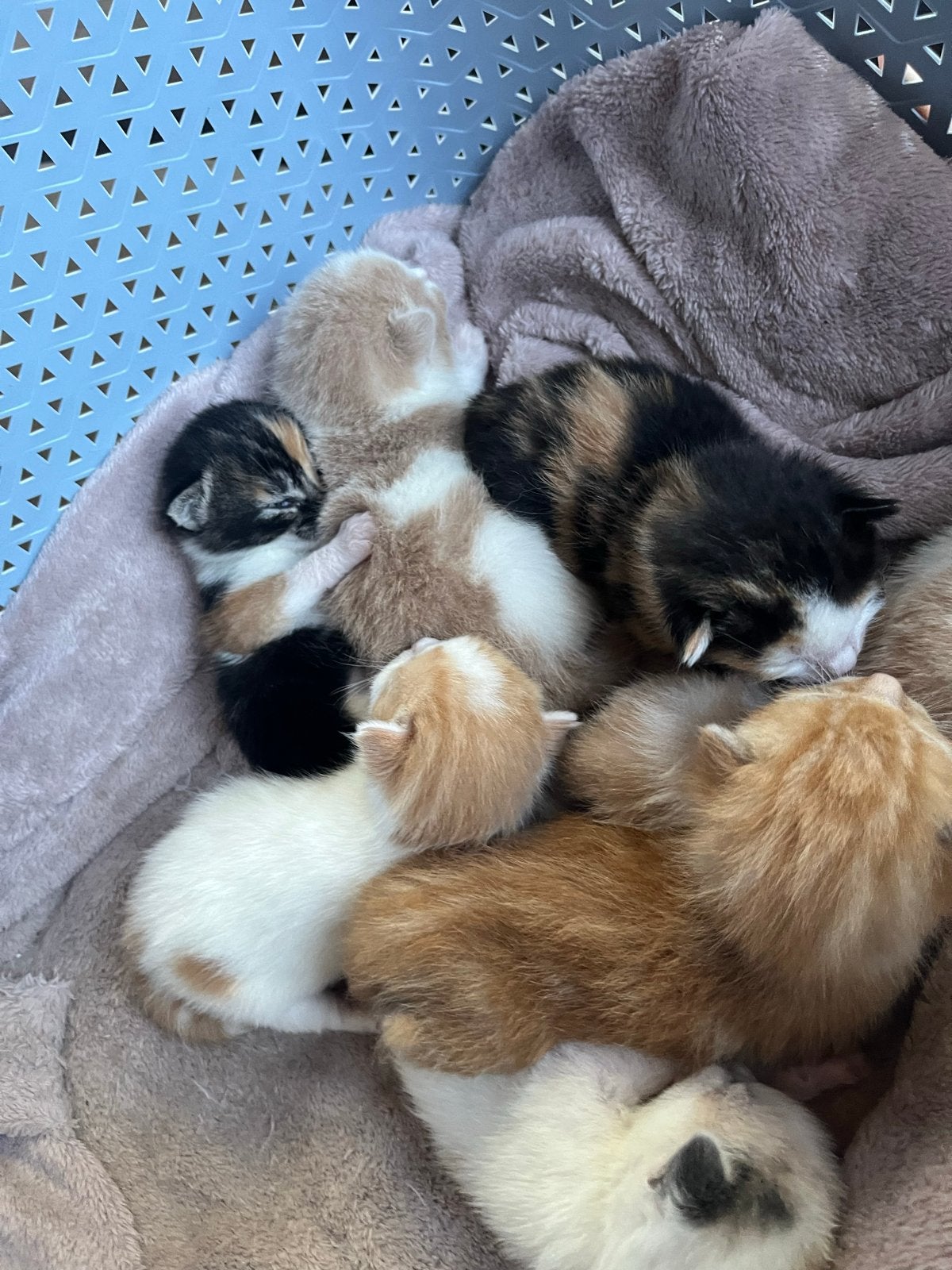 7 kittens, Dieren en Toebehoren