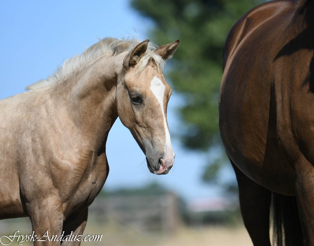 Dressuurgefokte Palomino Hengstveulen, Niet van toepassing, Met stamboom, Dressuurpaard, 0 tot 2 jaar