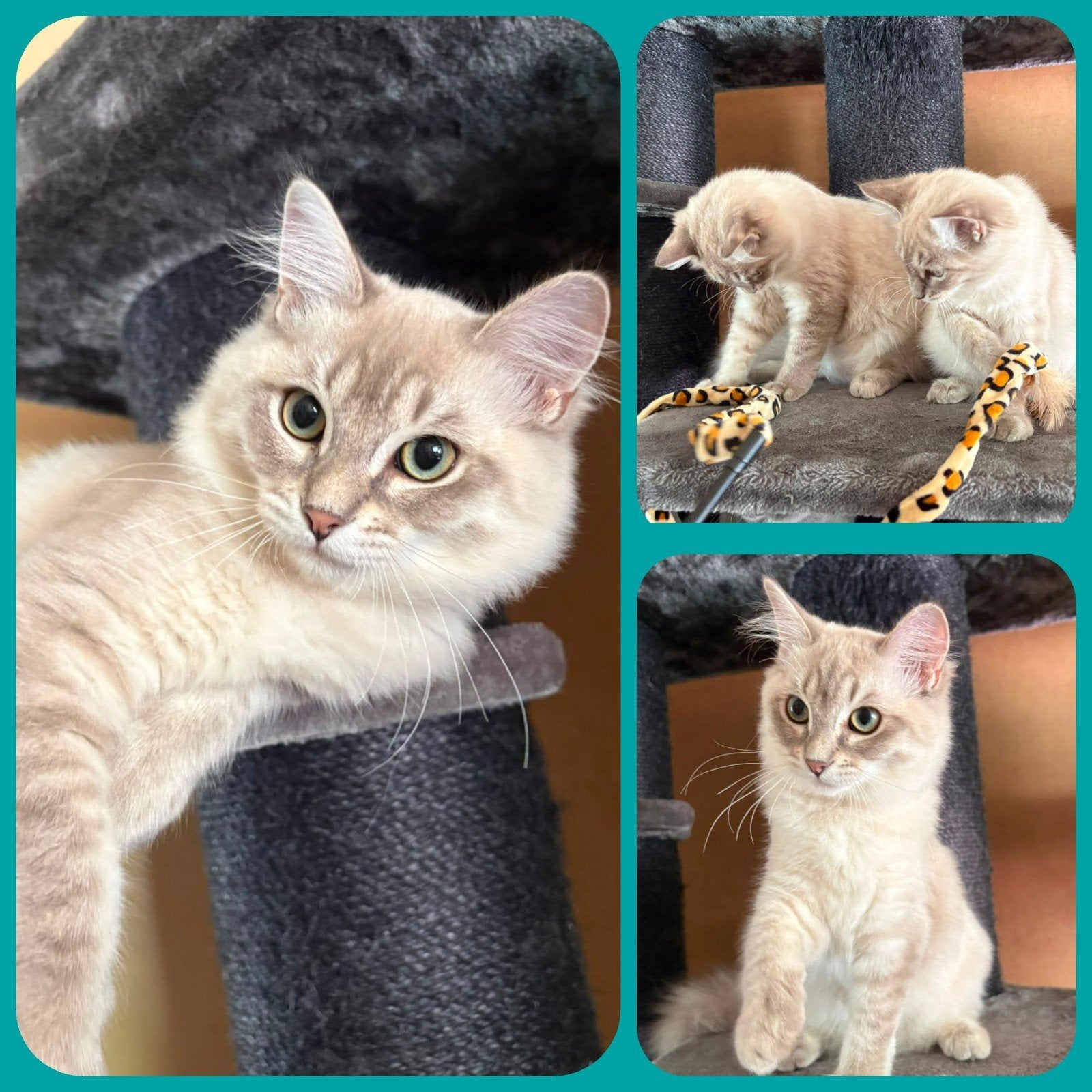 RAGDOLL KITTENS ( OP ZOEK NAAR EEN LIEFDEVOL MANDJE.❤️. ), Dieren en Toebehoren, Meerdere dieren, Langharig, 0 tot 2 jaar