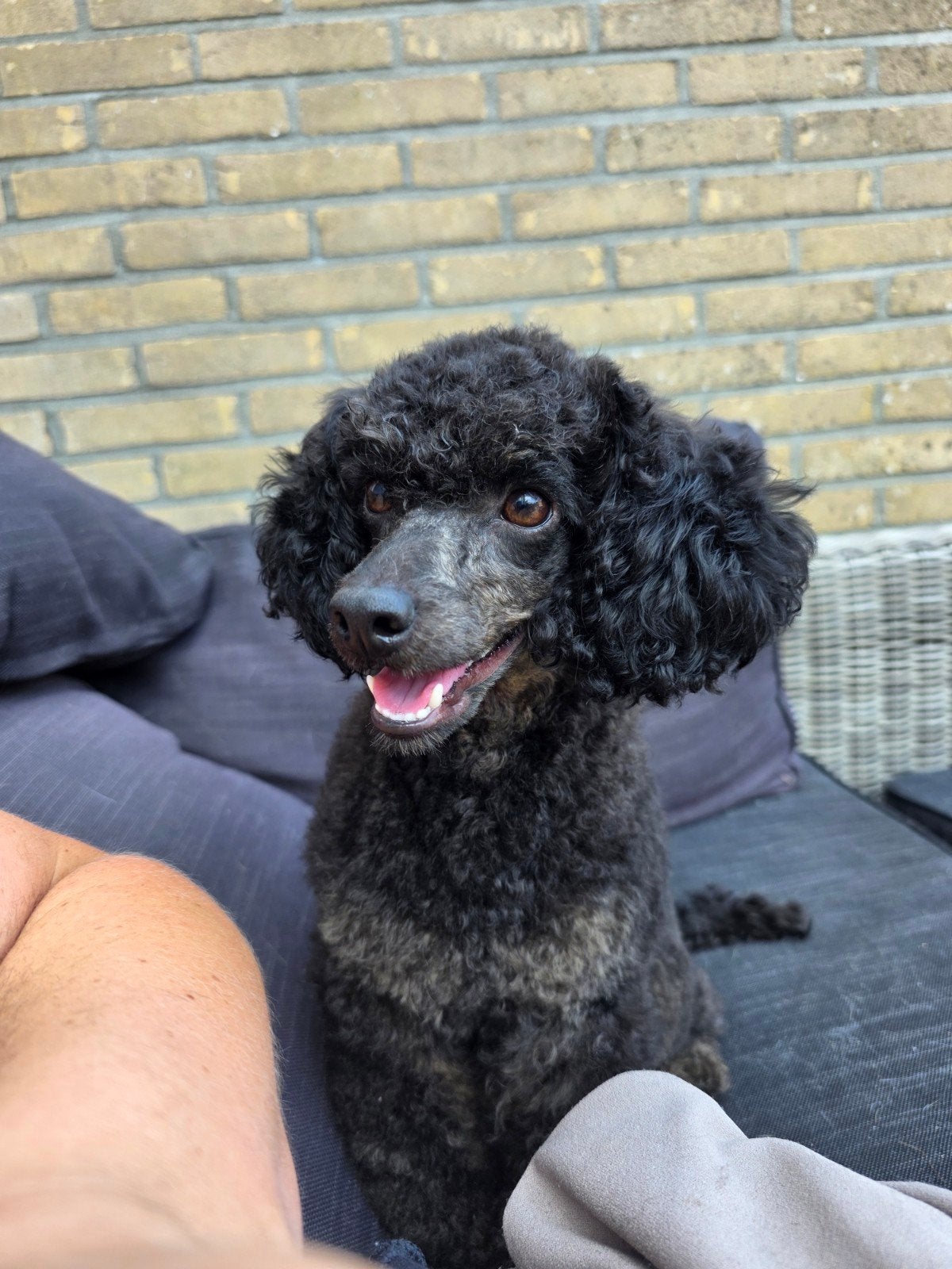 dwergpoedel teefje, 1 tot 2 jaar, Teef, Parvo, Eén hond