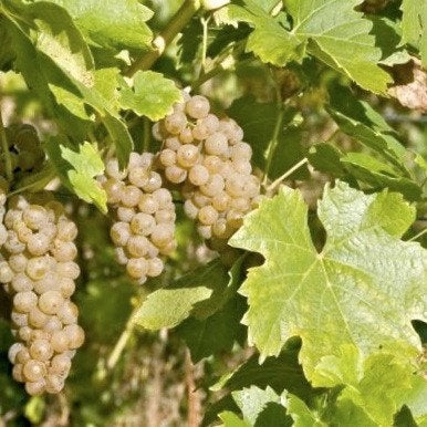 6 Solaris wijnstokken - witte druiven druif druivelaar plant, Ophalen, Volle zon, Vaste plant, Fruitplanten