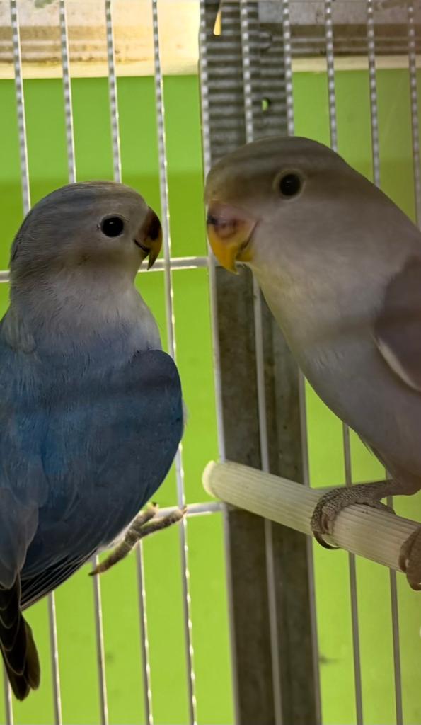 Tamme Agapornis, Dieren en Toebehoren, Vogels | Parkieten en Papegaaien, Meerdere dieren, Dwergpapegaai of Agapornis, Geringd