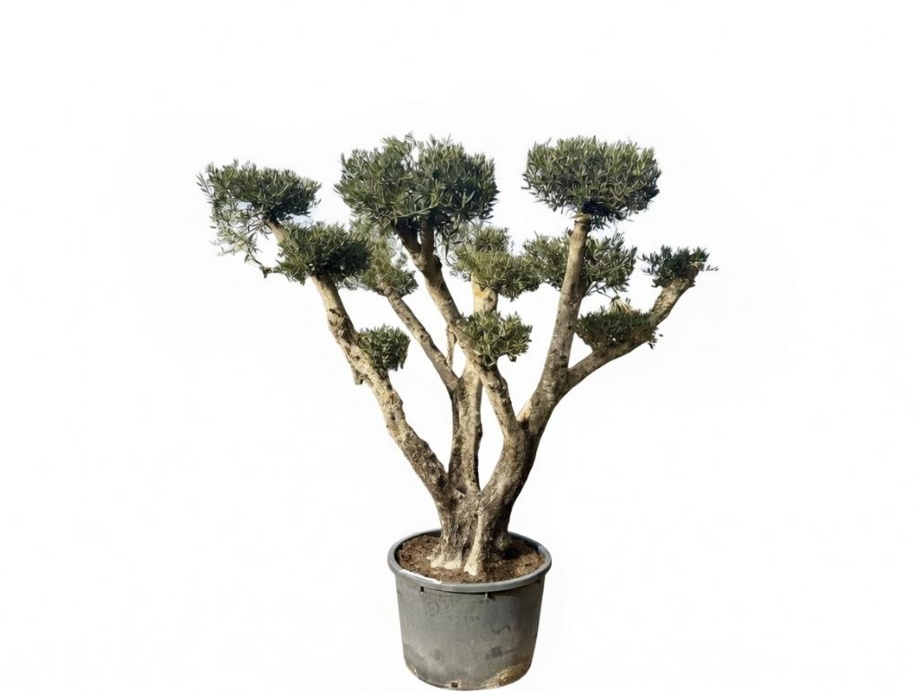 Olijfboom pon pon groot - Olea europaea te koop!!!, Tuin en Terras, Planten | Bomen, Ophalen of Verzenden, 100 tot 250 cm, Olijfboom