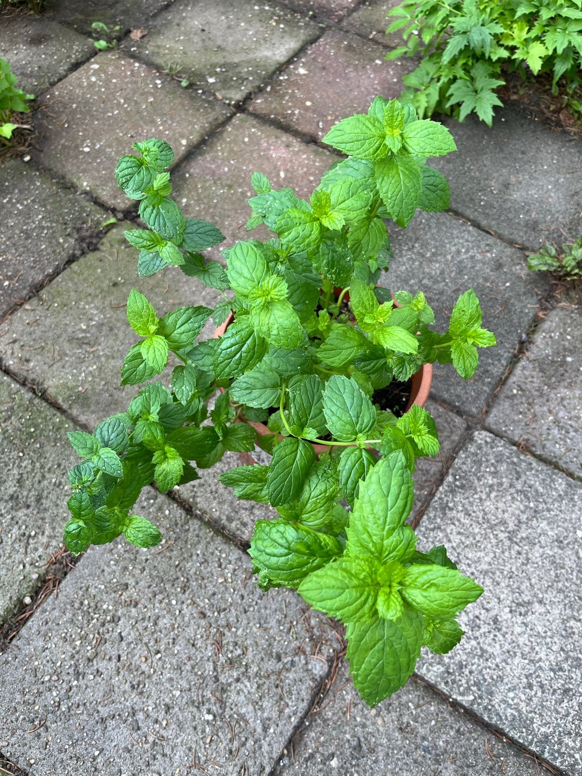 Grote pot winterharde biologische muntplant, Tuin en Terras, Ophalen, Vaste plant, Kruiden