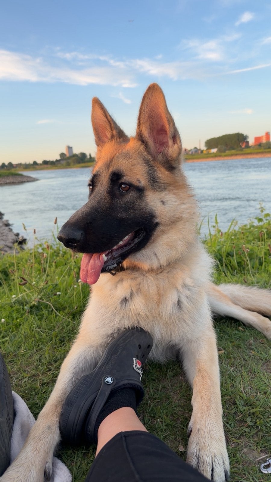 Duitse herder pup bijna 1 jaar oud zoekt gouden mand, 15 weken tot 1 jaar, Reu, Parvo, Eén hond