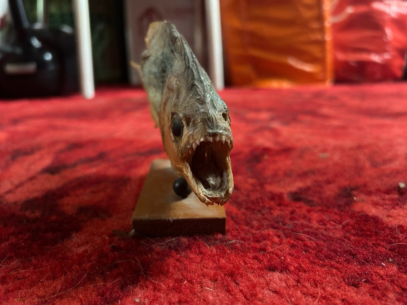 Opgezette Piranha op Houten Voet - Uniek Decoratiestuk, Ophalen