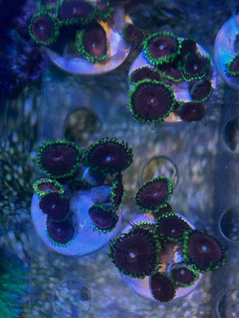 Pink diamond zoa stekjes, Vis