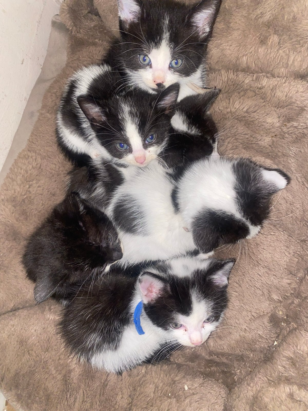 Lieve kittens, Dieren en Toebehoren, Meerdere dieren, Kortharig, 0 tot 2 jaar