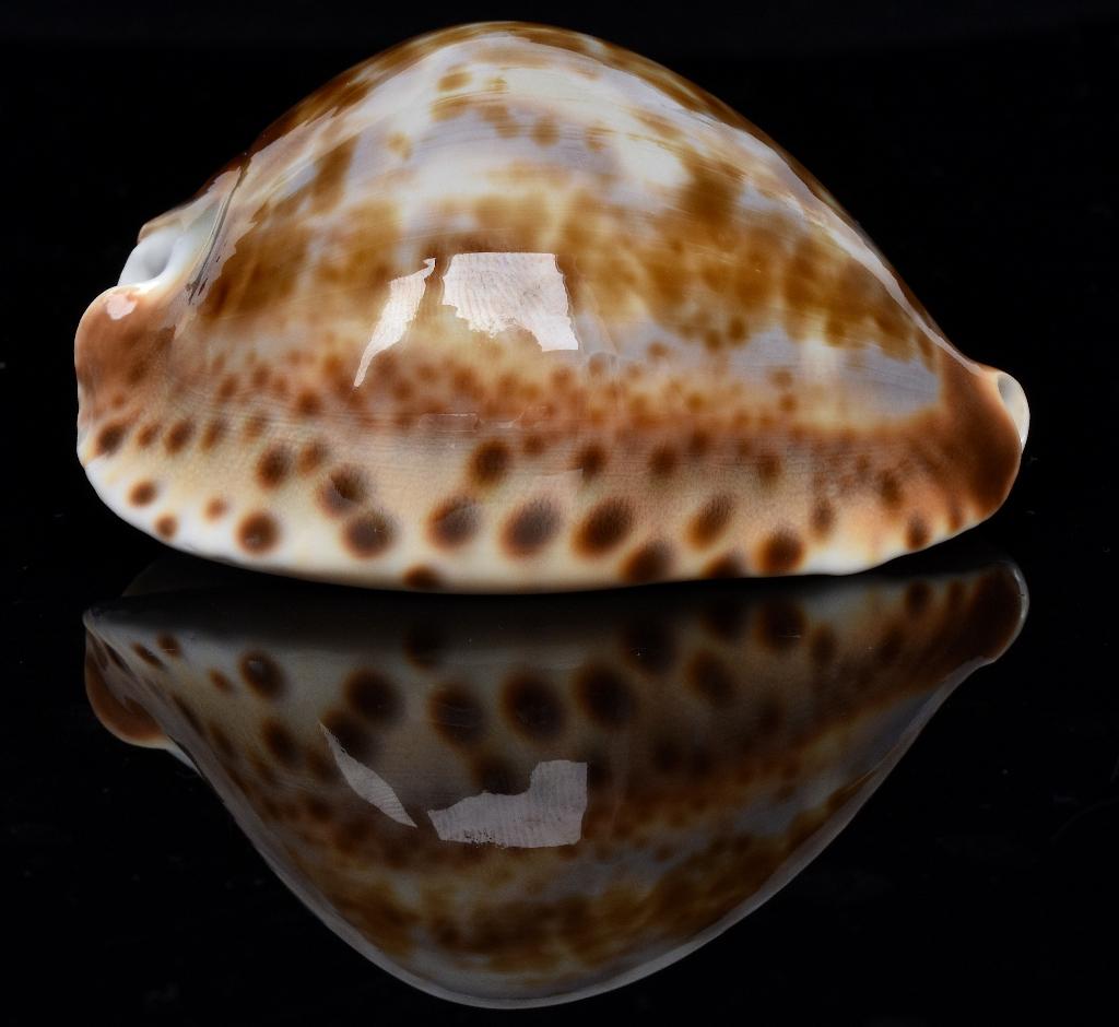 Schelpen: Cypraea friendii vercoi 66,5mm (F+++/Gem), Ophalen of Verzenden, Schelp(en)