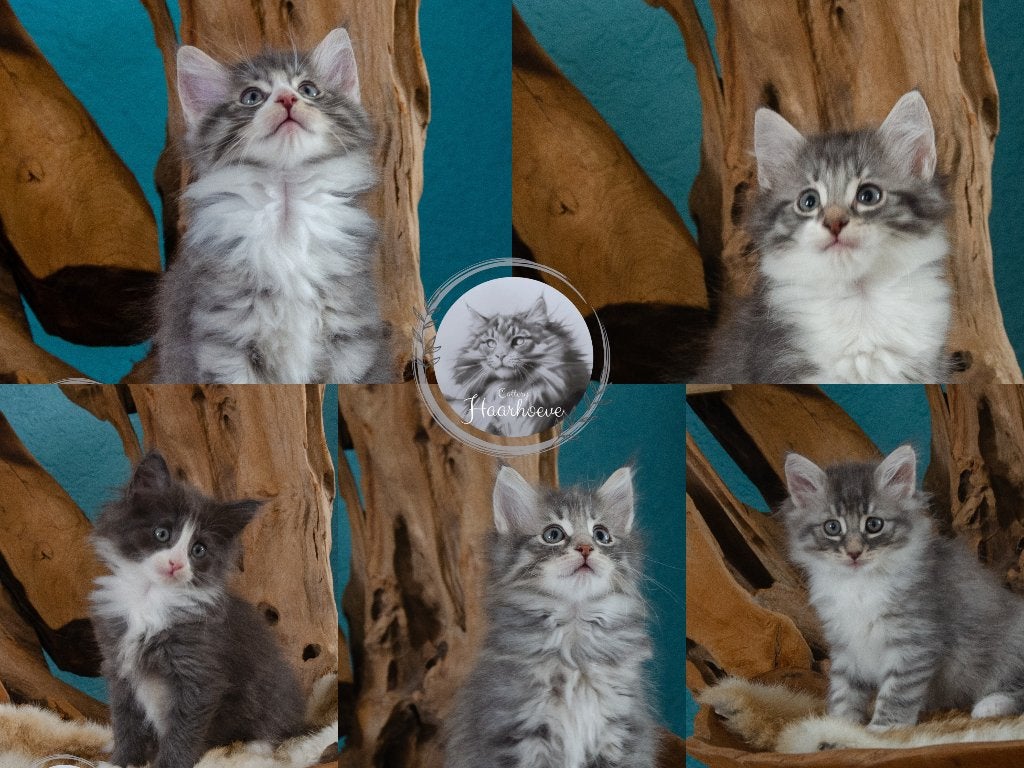 Noorse boskat kittens, Meerdere dieren, Met stamboom, 0 tot 2 jaar
