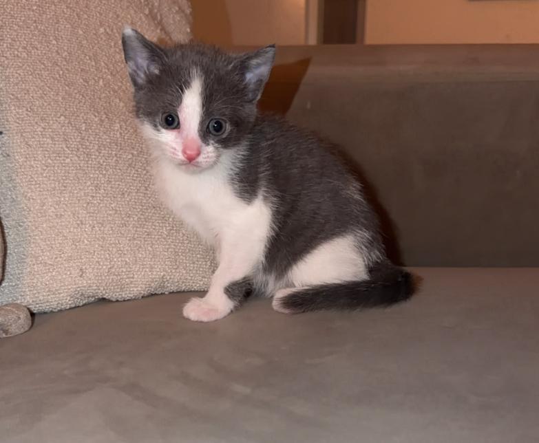 Kittens, Meerdere dieren