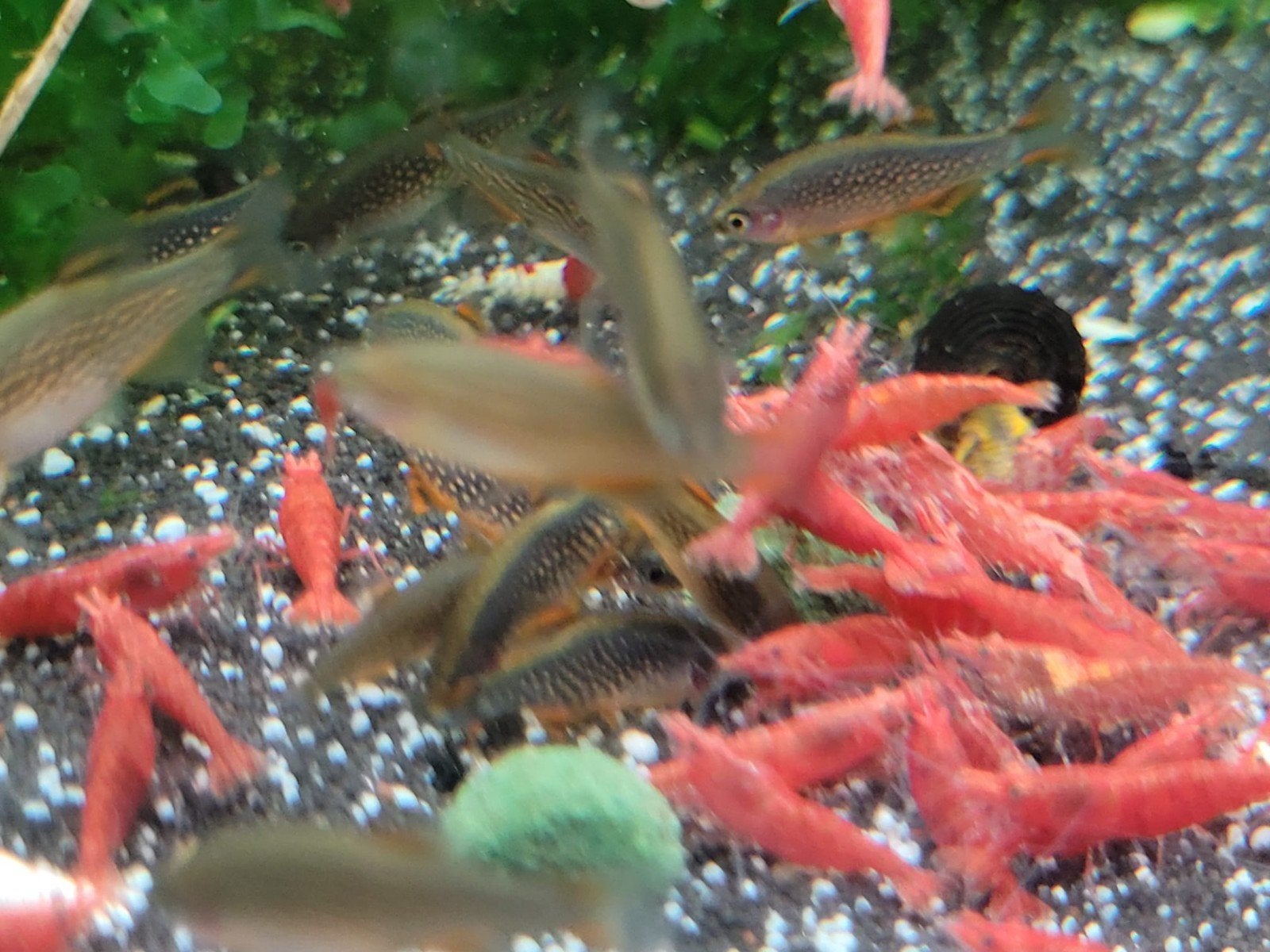 Hobbyaquarium Red Fire garnalen mooi op kleur, Kreeft, Krab of Garnaal, Zoetwatervis, Schoolvis
