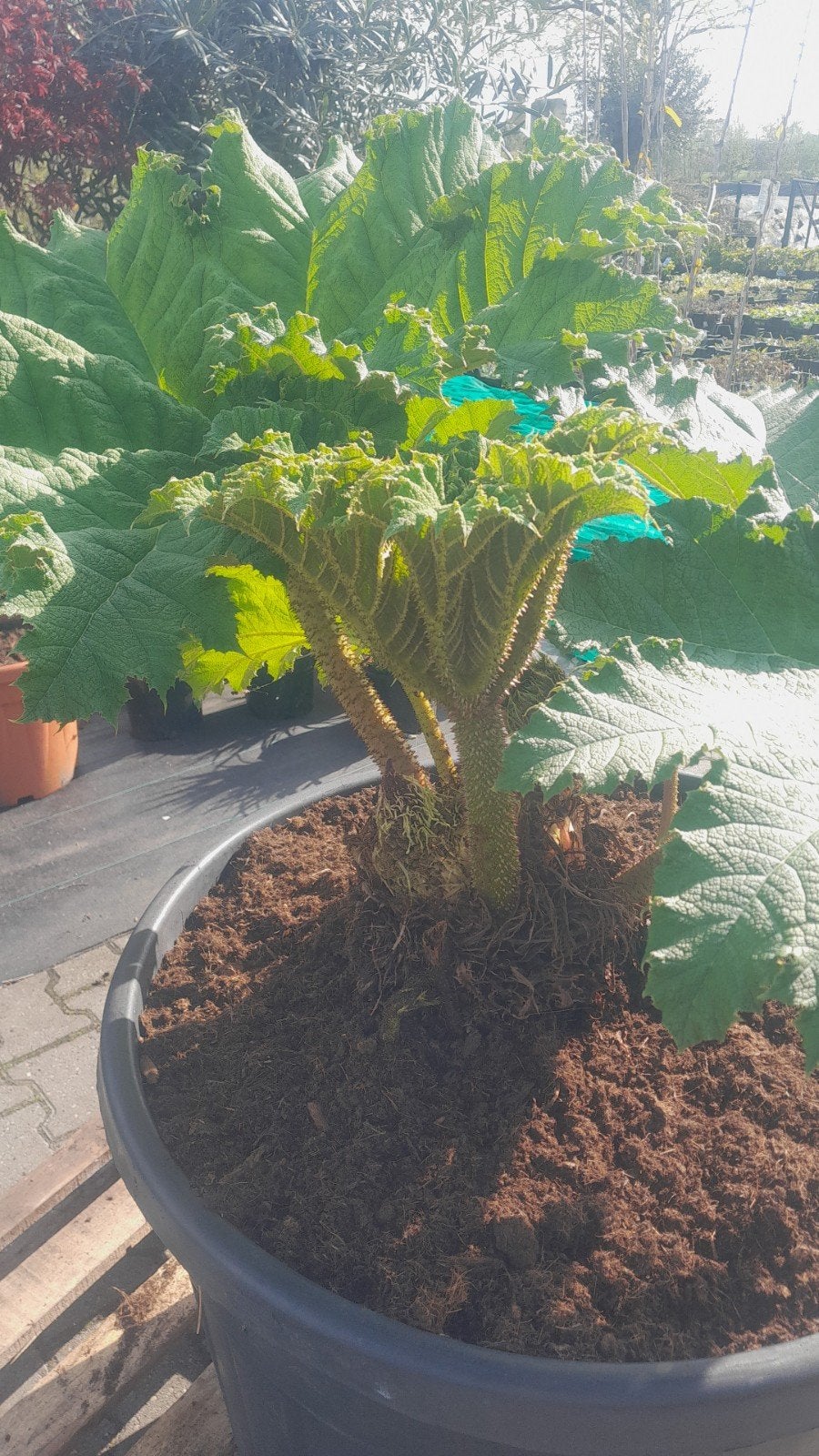 Grote Gunnera plant in 185 liter pot, Tuin en Terras, Planten | Tuinplanten, Vaste plant, Halfschaduw, Zomer, Ophalen