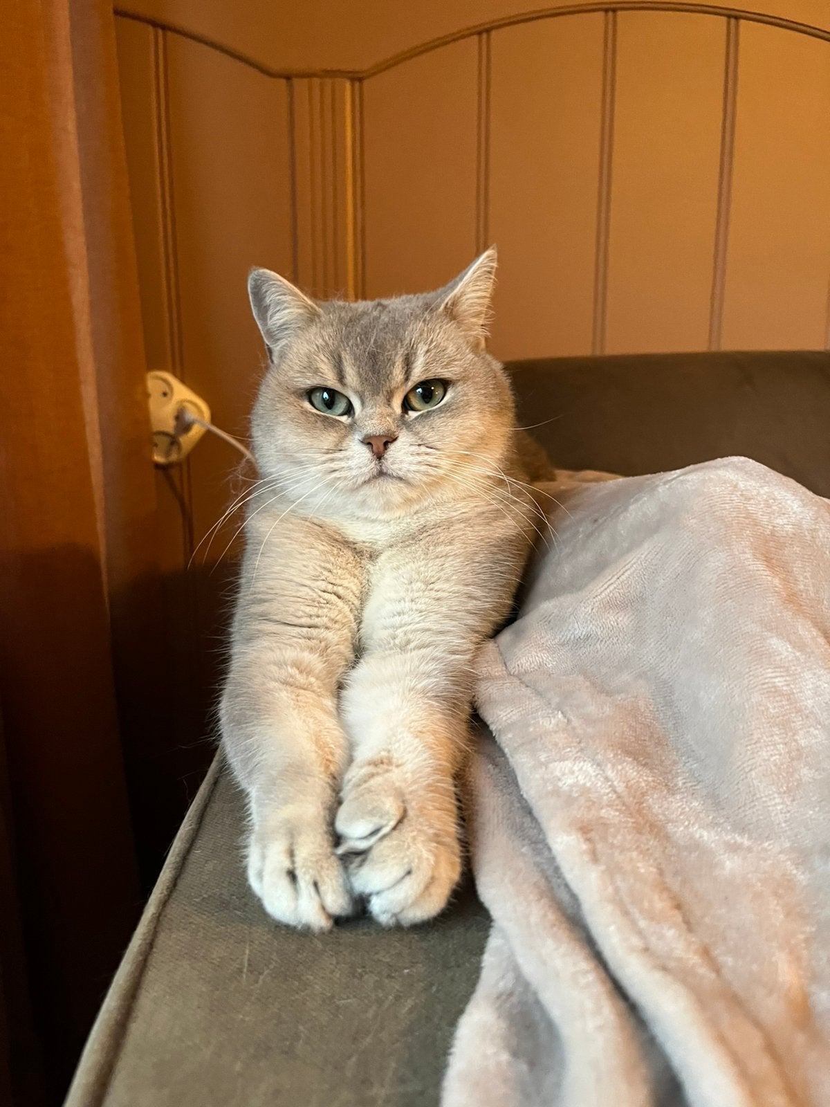 Lieve britse blue shaded grey korthaar poes, Poes